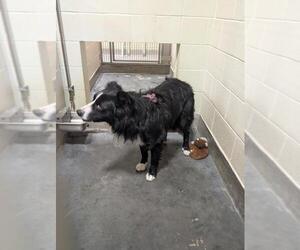 Australian Shepherd-Unknown Mix Dogs for adoption in Upland, CA, USA