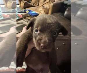 Boykin Spaniel-Whippet Mix Dogs for adoption in New York, NY, USA