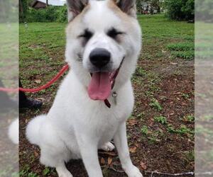 Akita Dogs for adoption in Tampa, FL, USA