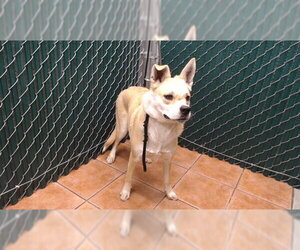 German Shepherd Dog-Unknown Mix Dogs for adoption in Downey, CA, USA