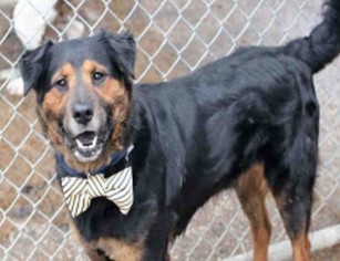 Gordon Setter-Unknown Mix Dogs for adoption in Hudson, CO, USA