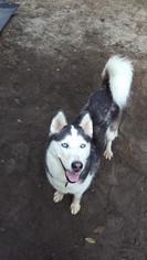 Alaskan Husky Dogs for adoption in Conway, SC, USA