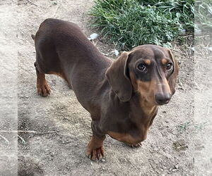 Dachshund Dogs for adoption in Hesperia, CA, USA