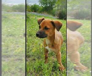 Chihuahua-Unknown Mix Dogs for adoption in Minneapolis, MN, USA