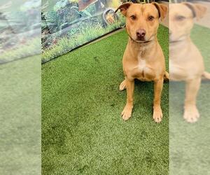 American Pit Bull Terrier-Unknown Mix Dogs for adoption in Globe, AZ, USA