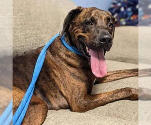 Plott Hound Dogs for adoption in St Louis, MO, USA