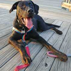 Labrottie Dogs for adoption in Palatine/Kildeer/Buffalo grove, IL, USA