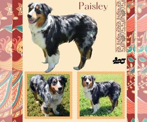 Australian Shepherd Dogs for adoption in Lindsay, CA, USA