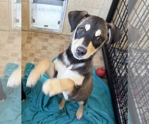 Labrador Retriever-Unknown Mix Dogs for adoption in Pottstown, PA, USA
