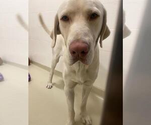 Labrador Retriever Dogs for adoption in Fremont, CA, USA