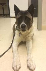 Akita Dogs for adoption in Woodbridge, VA, USA