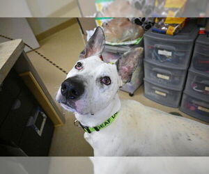 American Pit Bull Terrier Dogs for adoption in Decatur, IL, USA