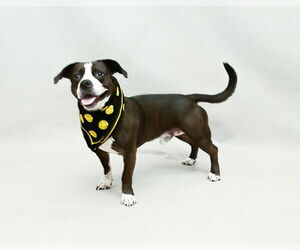 Dachshund-Unknown Mix Dogs for adoption in Sanford, FL, USA