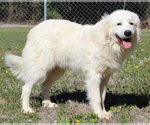 Great Pyrenees Dogs for adoption in Prattville, AL, USA