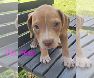 Black Mouth Cur Dogs for adoption in Brooksville, FL, USA