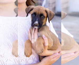 Boxador Dogs for adoption in Dana Point, CA, USA