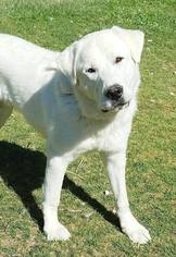 Great Pyrenees Dogs for adoption in Sandy, UT, USA