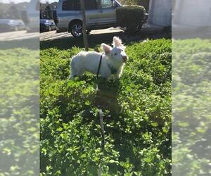 Australian Shepherd Dogs for adoption in San Francisco, CA, USA