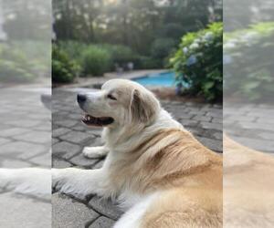 Great Pyrenees Dogs for adoption in Oak Bluffs, MA, USA