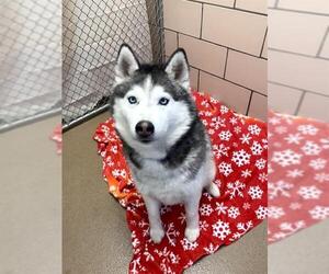 Siberian Husky Dogs for adoption in Fort Wayne, IN, USA