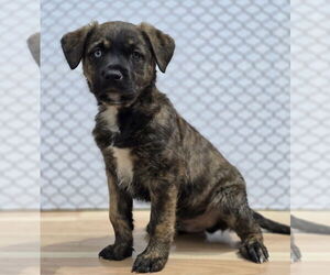 Labrador Retriever-Unknown Mix Dogs for adoption in Lakewood, CO, USA