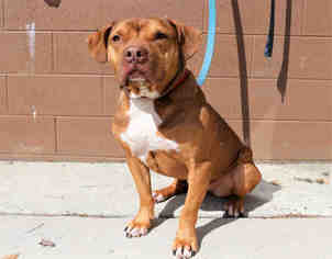 American Staffordshire Terrier-Chinese Shar-Pei Mix Dogs for adoption in Bowling Green, OH, USA