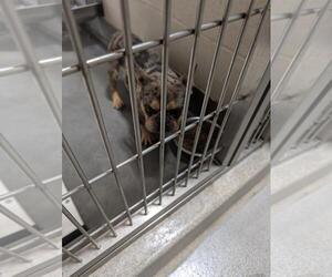 French Bulldog Dogs for adoption in Upland, CA, USA