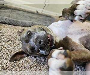 Mutt Dogs for adoption in Orlando, FL, USA