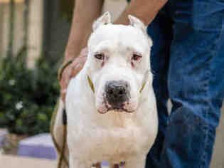 Dogo Argentino Dogs for adoption in Martinez, CA, USA