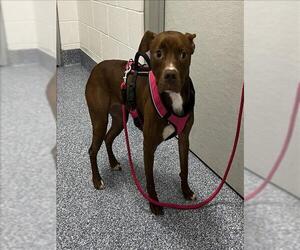 American Pit Bull Terrier Dogs for adoption in Grovetown, GA, USA