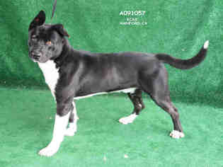 Medium Photo #10 Akita-Unknown Mix Puppy For Sale in Hanford, CA, USA
