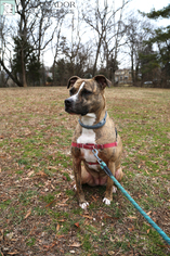 American Pit Bull Terrier Dogs for adoption in Gainesville, VA, USA