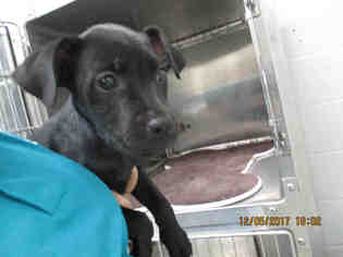 Medium Photo #1 Labrador Retriever Puppy For Sale in Oklahoma City, OK, USA