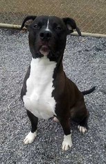 American Pit Bull Terrier Dogs for adoption in Low Moor, VA, USA