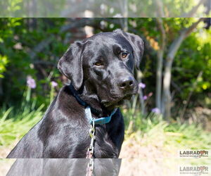 Labrador Retriever Dogs for adoption in Clovis, CA, USA