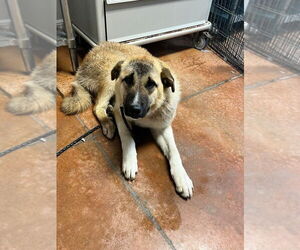 Anatolian Shepherd-Unknown Mix Dogs for adoption in Bolivar, MO, USA