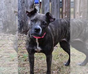 Plott Hound Dogs for adoption in Cherry Hill, NJ, USA