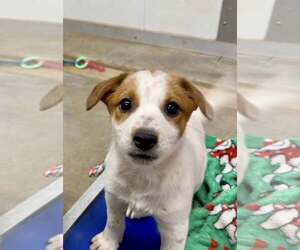 Jack Russell Terrier-Unknown Mix Dogs for adoption in Cave Creek, AZ, USA