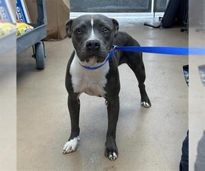 American Pit Bull Terrier Dogs for adoption in Chula Vista, CA, USA