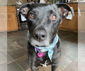 Labrador Retriever-Unknown Mix Dogs for adoption in Fargo, ND, USA