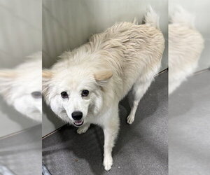 American Eskimo Dog Dogs for adoption in Forestville, MD, USA