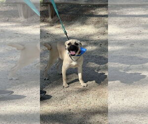 Pug-Unknown Mix Dogs for adoption in San Diego, CA, USA