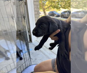 Labrador Retriever Dogs for adoption in DISCOVERY BAY, CA, USA