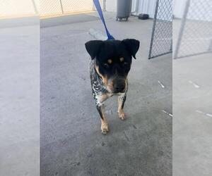 Mutt Dogs for adoption in Bakersfield, CA, USA