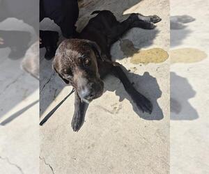 Labrador Retriever-Unknown Mix Dogs for adoption in San Antonio, TX, USA