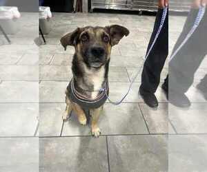 Mutt Dogs for adoption in New York, NY, USA