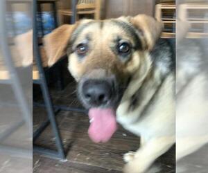 Shepradors Dogs for adoption in Batavia, OH, USA