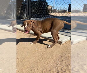 Medium Photo #1 French Bulloxer Puppy For Sale in HESPERIA, CA, USA