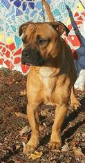 Bogle Dogs for adoption in Greenville, SC, USA