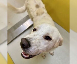 Akbash-Great Pyrenees Mix Dogs for adoption in Pampa, TX, USA